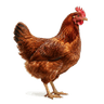 AgriPoule